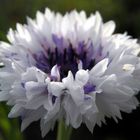 Kornblume (Centaurea cyanus)