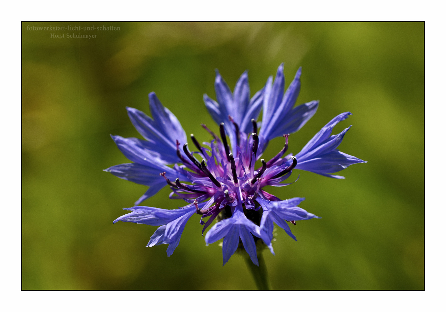 Kornblume - Centaurea cyanus