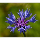 Kornblume - Centaurea cyanus