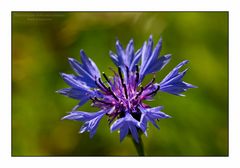 Kornblume - Centaurea cyanus