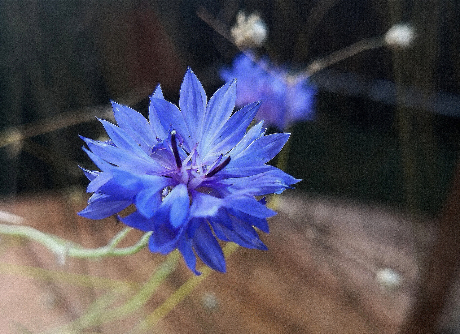 Kornblume (Centaurea cyanus)... 