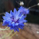 Kornblume (Centaurea cyanus)... 