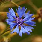 Kornblume (Centaurea cyanus)