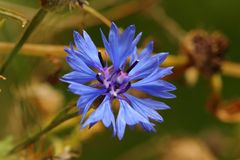 Kornblume (Centaurea cyanus)