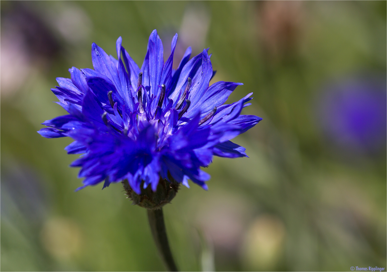 Kornblume (Centaurea cyanus)