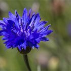 Kornblume (Centaurea cyanus)