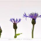 Kornblume (Centaurea Cyanus)