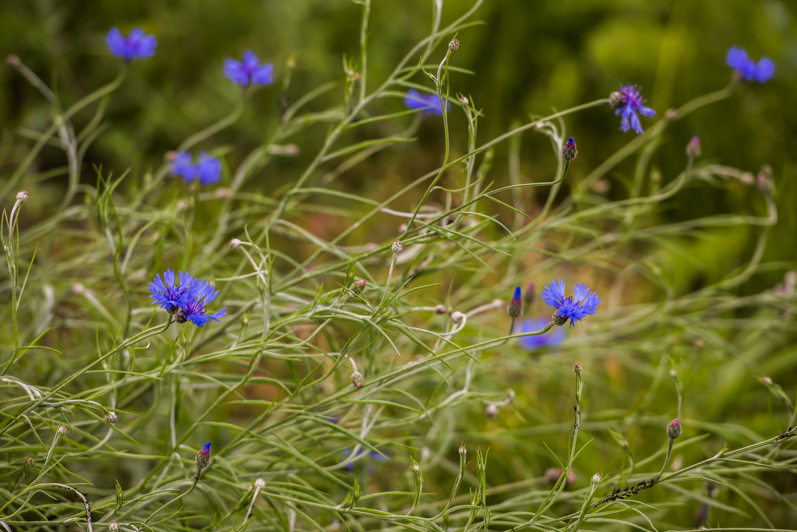 Kornblume (Centaurea cyanus)