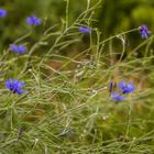 Kornblume (Centaurea cyanus)