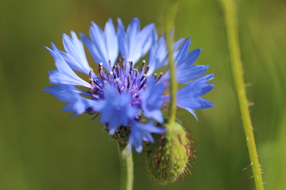 Kornblume (Centaurea cyanus)