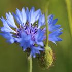 Kornblume (Centaurea cyanus)