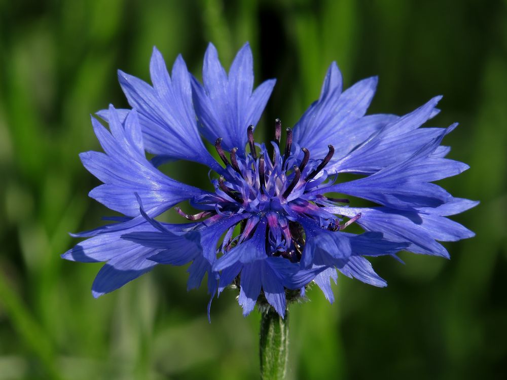 Kornblume, Cyanus segetum, Blüte Foto & Bild kornblumen, sommer, blau