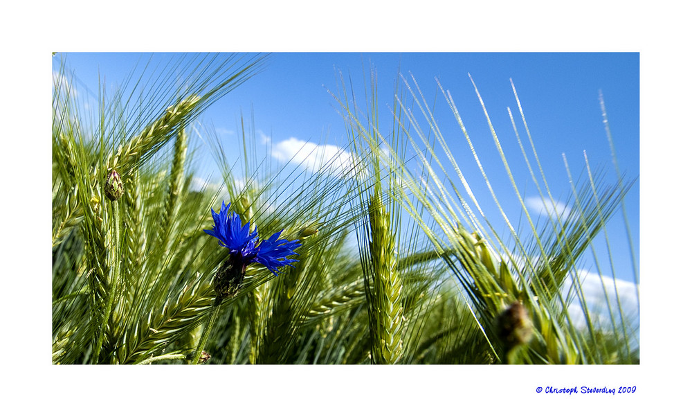 Kornblume, das Original