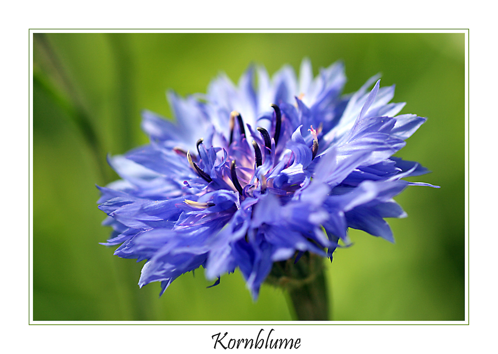 Kornblume