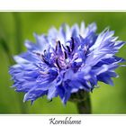 Kornblume