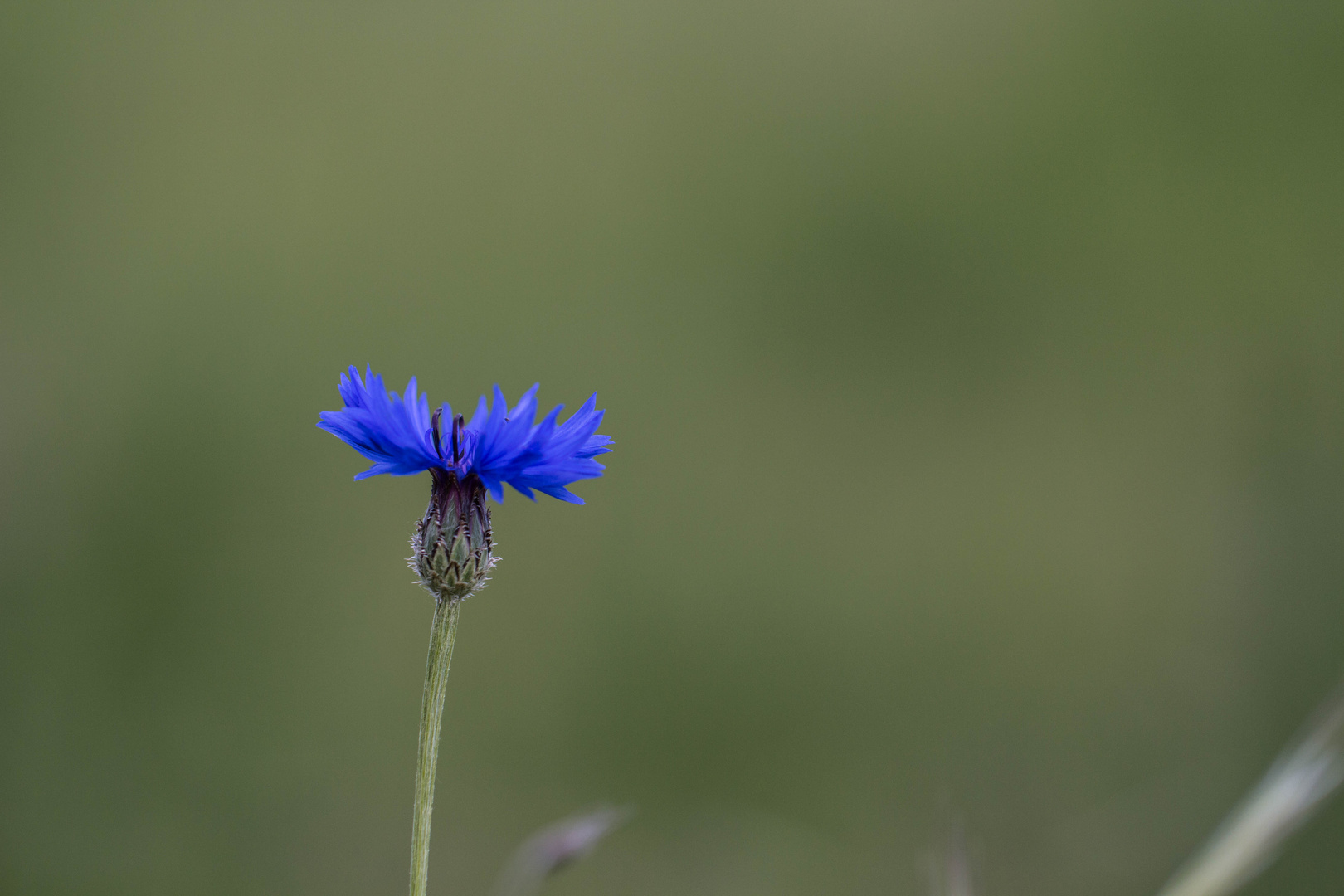 Kornblume, einzeln