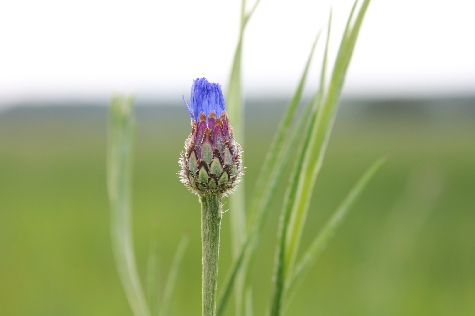 Kornblume erwacht