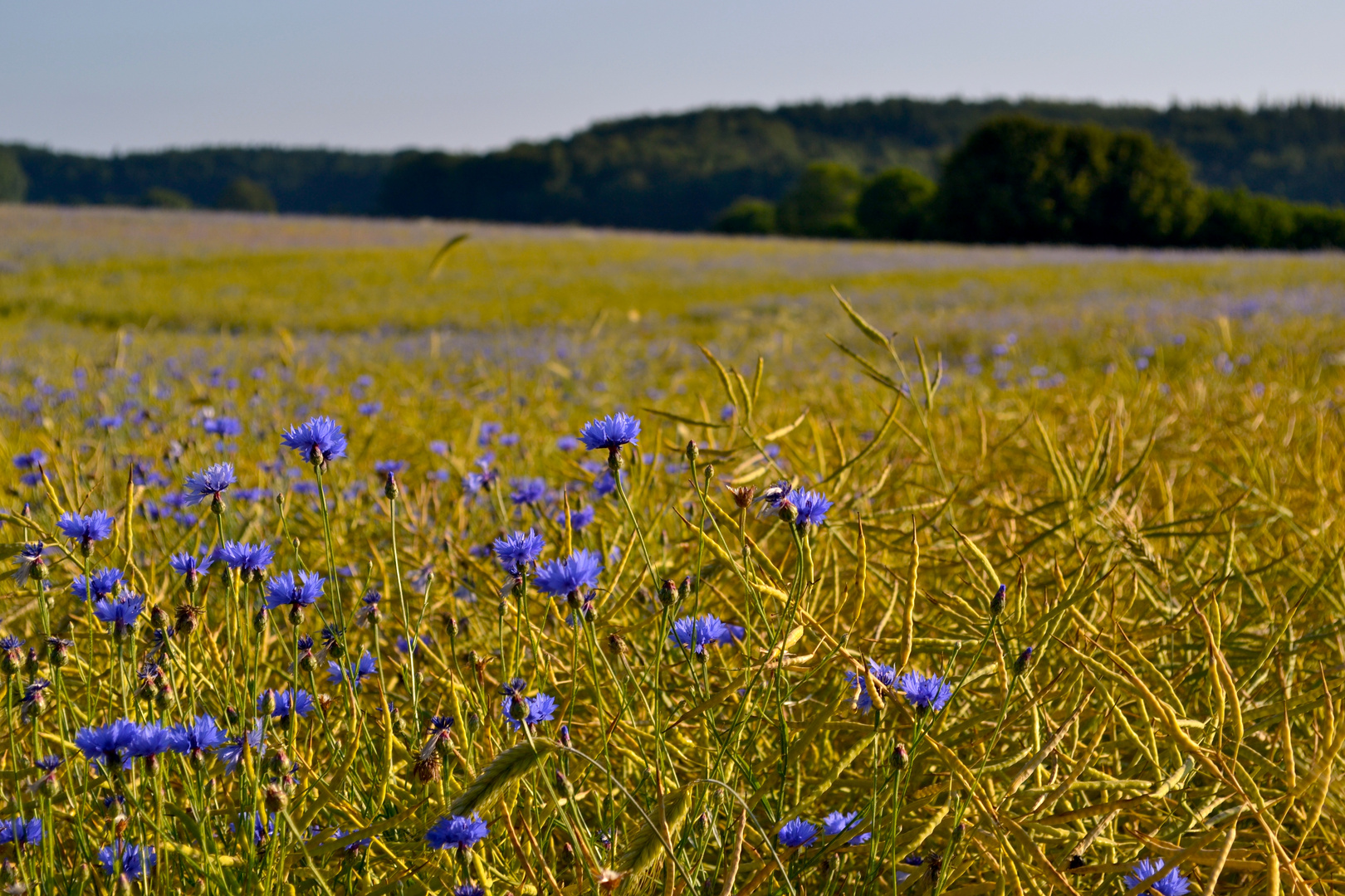 Kornblume