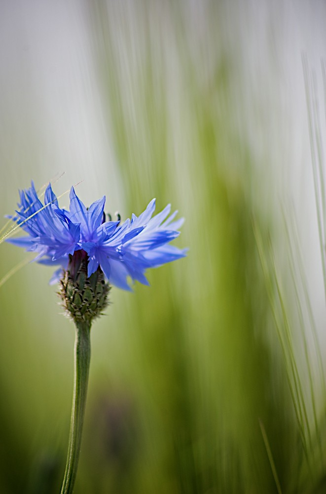 Kornblume von MartinLiermann 