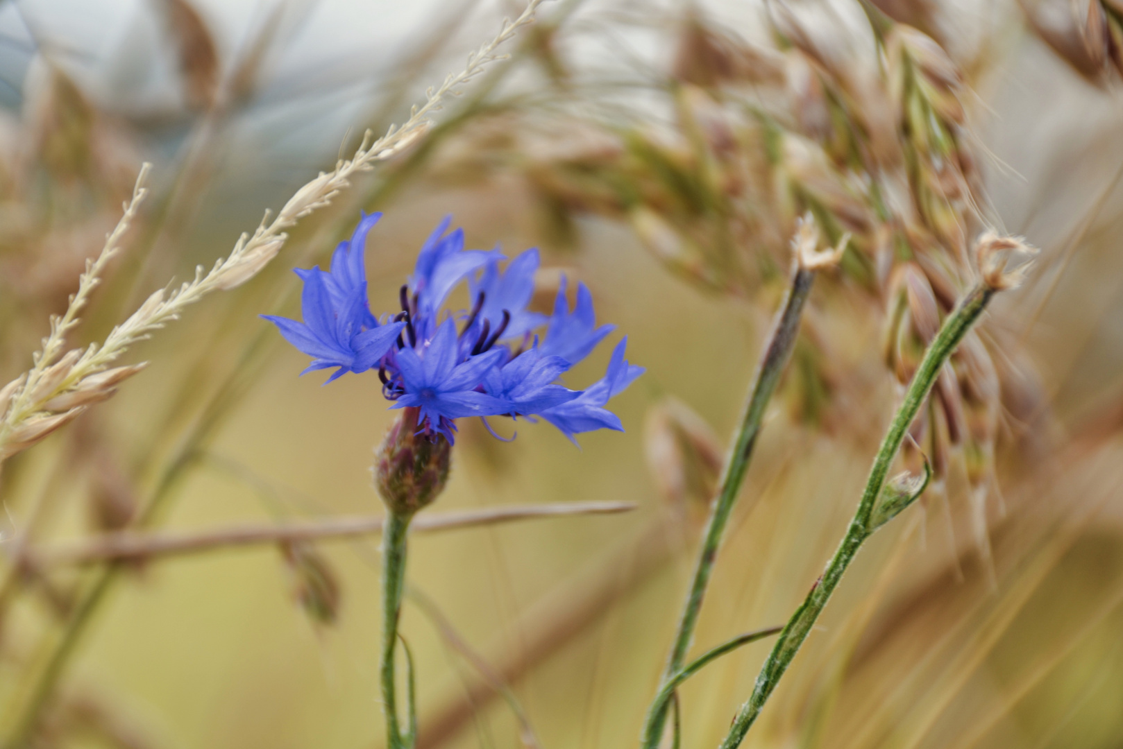 Kornblume ...Freundin  des Klatschmohns...