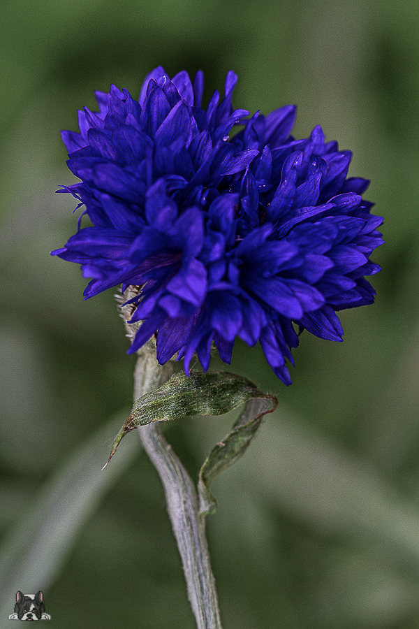 Kornblume geöffnet