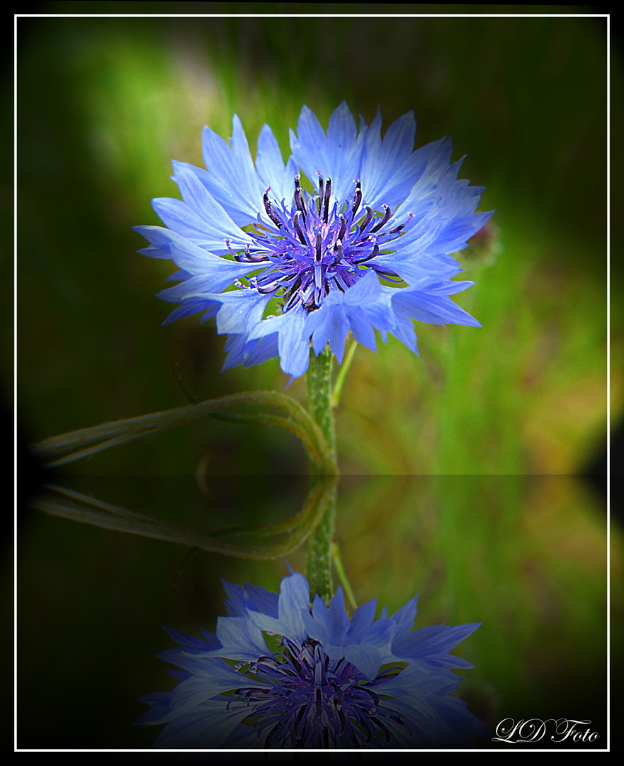 Kornblume gespiegelt