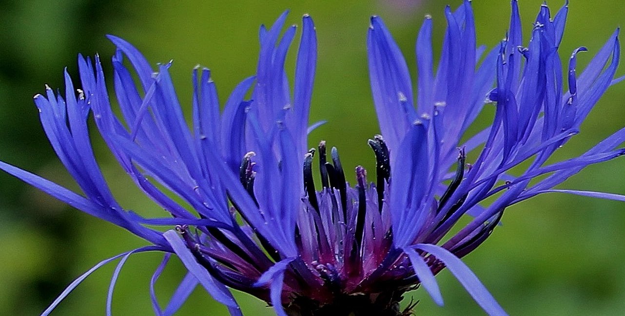 Kornblume/ große Schwester der Kornblume ~ die Berg Flockenblume ( Centaurea montana )