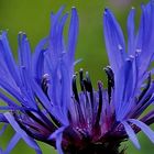 Kornblume/ große Schwester der Kornblume ~ die Berg Flockenblume ( Centaurea montana )