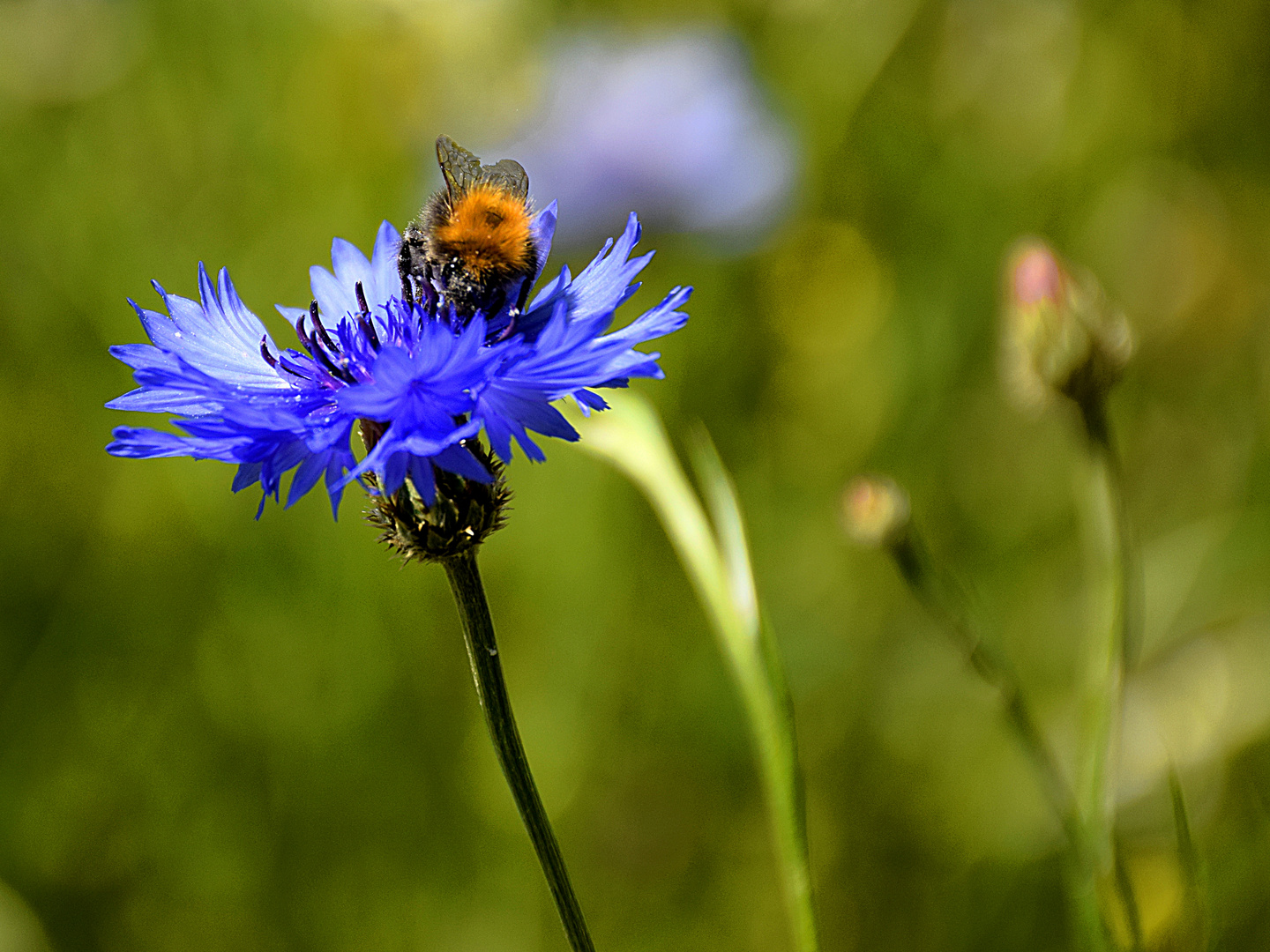 Kornblume hat Besuch