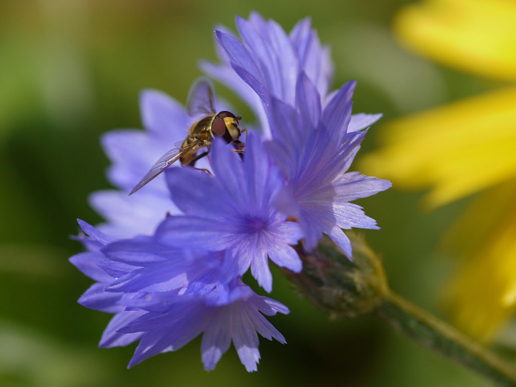 Kornblume hat Besuch