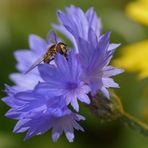 Kornblume hat Besuch