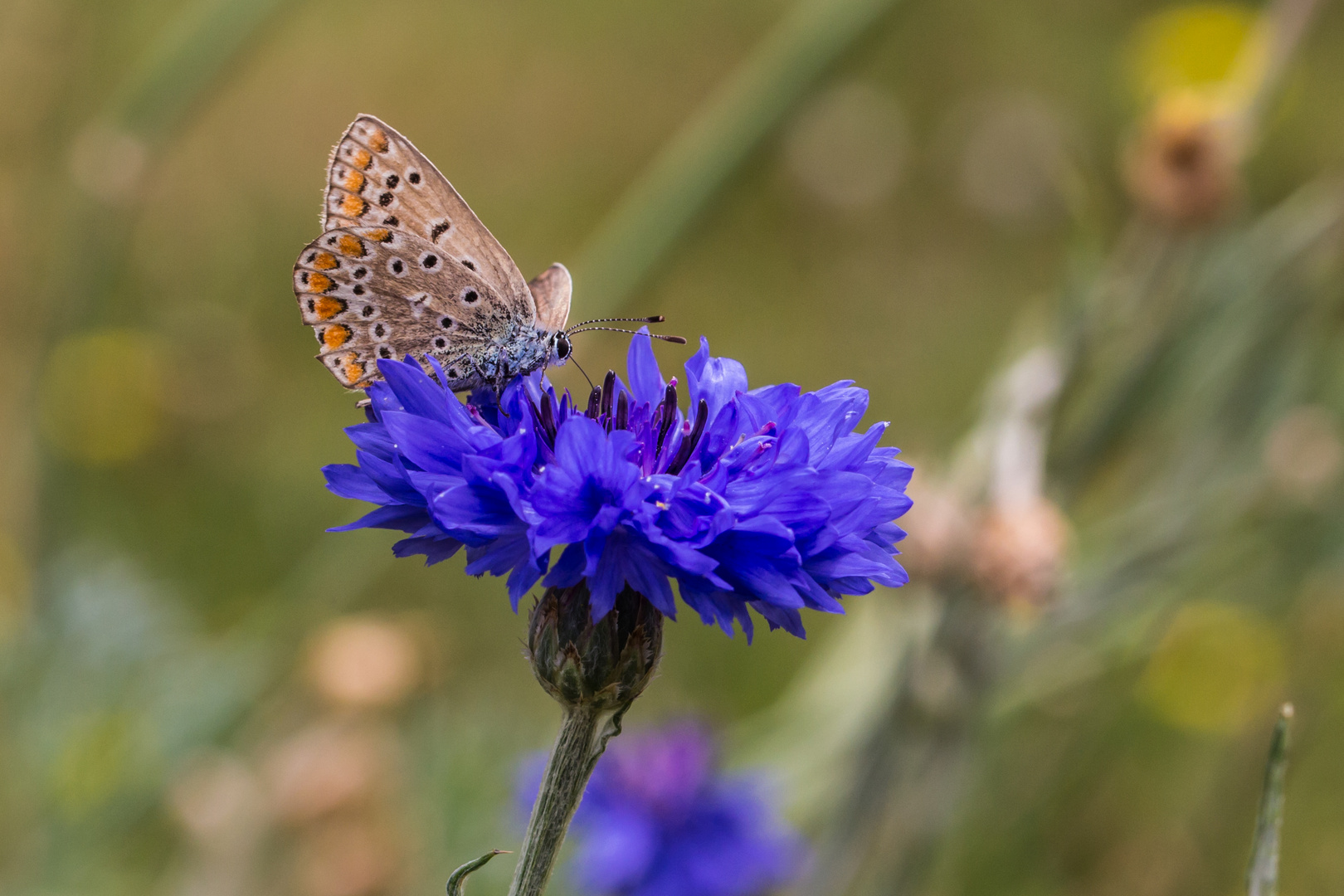 Kornblume hat Besuch