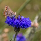 Kornblume hat Besuch