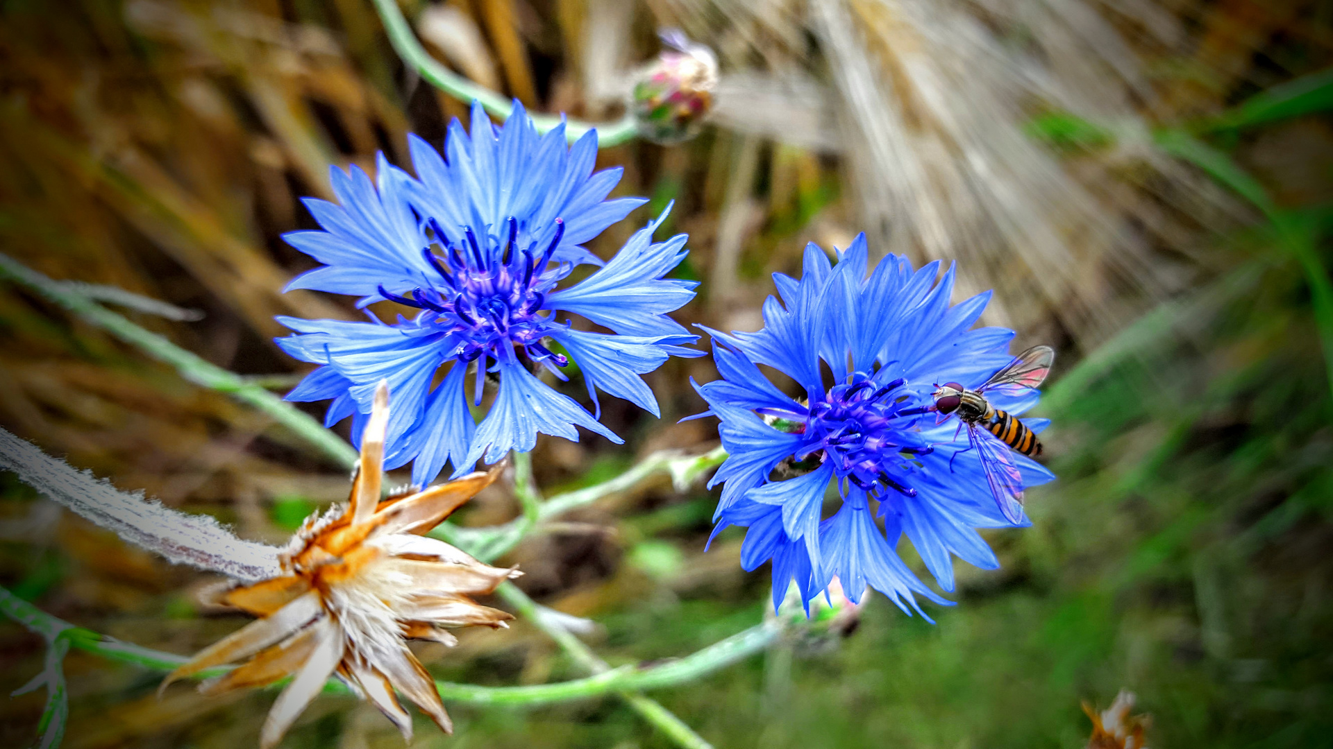 Kornblume hat Besuch