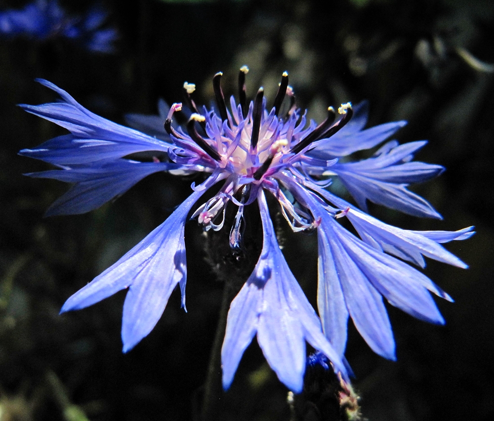 Kornblume im Abendlicht