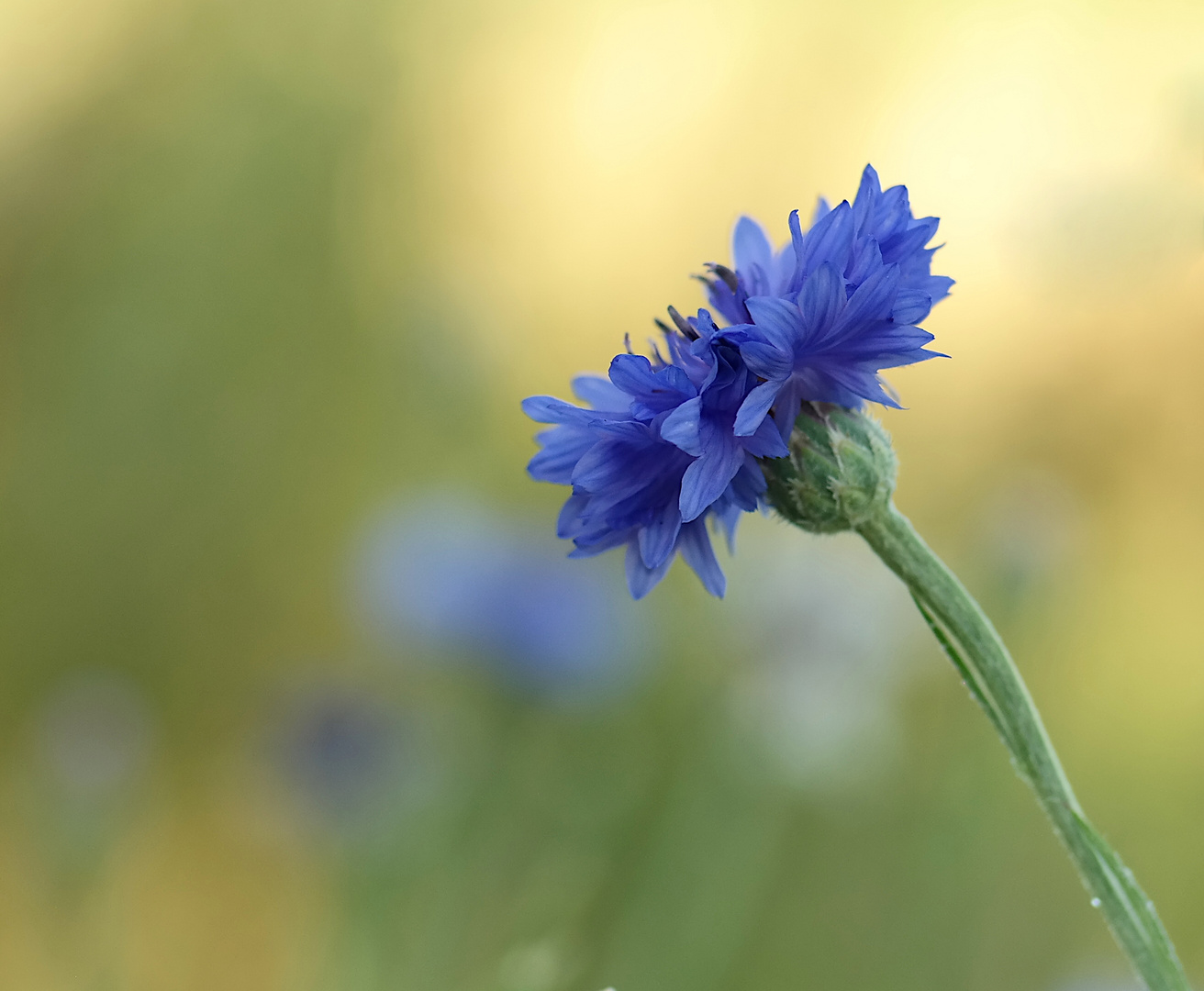 Kornblume im Abendlicht