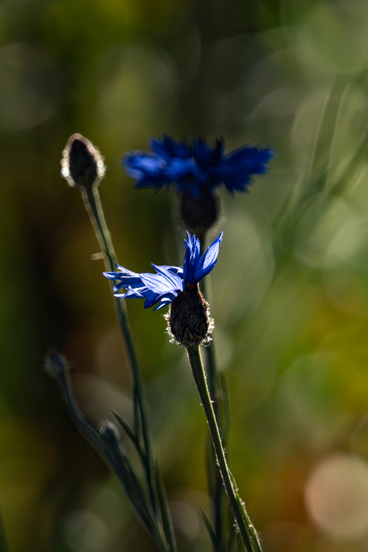 Kornblume im Abendlicht