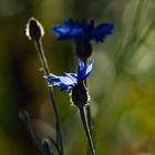 Kornblume im Abendlicht