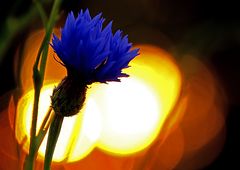 Kornblume im Abendlicht