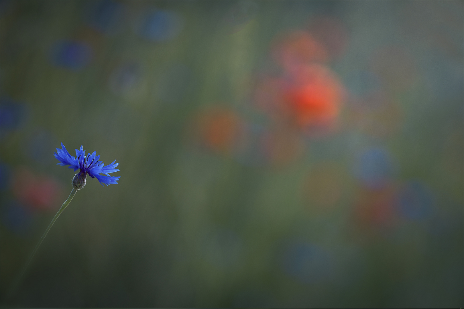 Kornblume im Abendlicht...