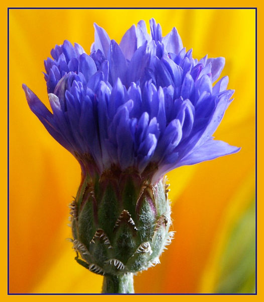 Kornblume im Bauergarten