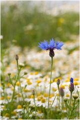 Kornblume im Feld