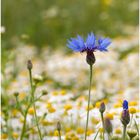 Kornblume im Feld