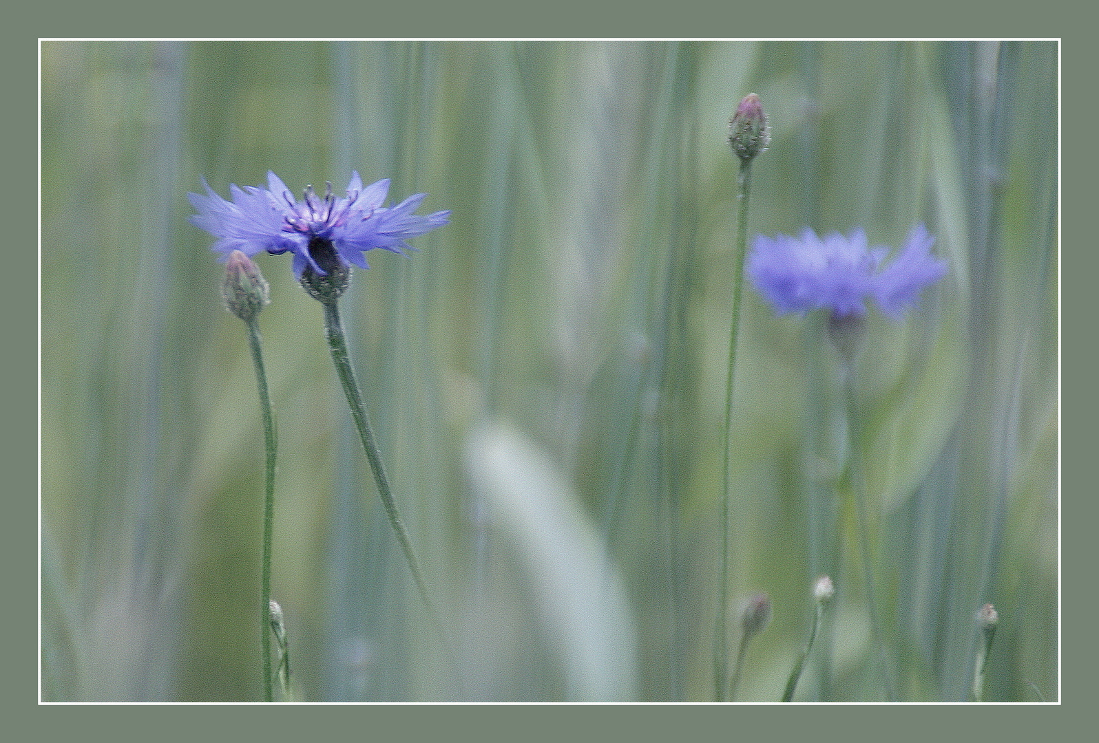 Kornblume im Feld.....