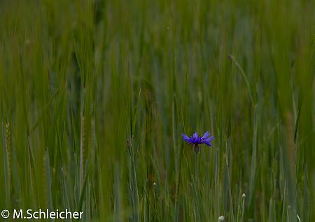 Kornblume im Feld