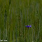 Kornblume im Feld