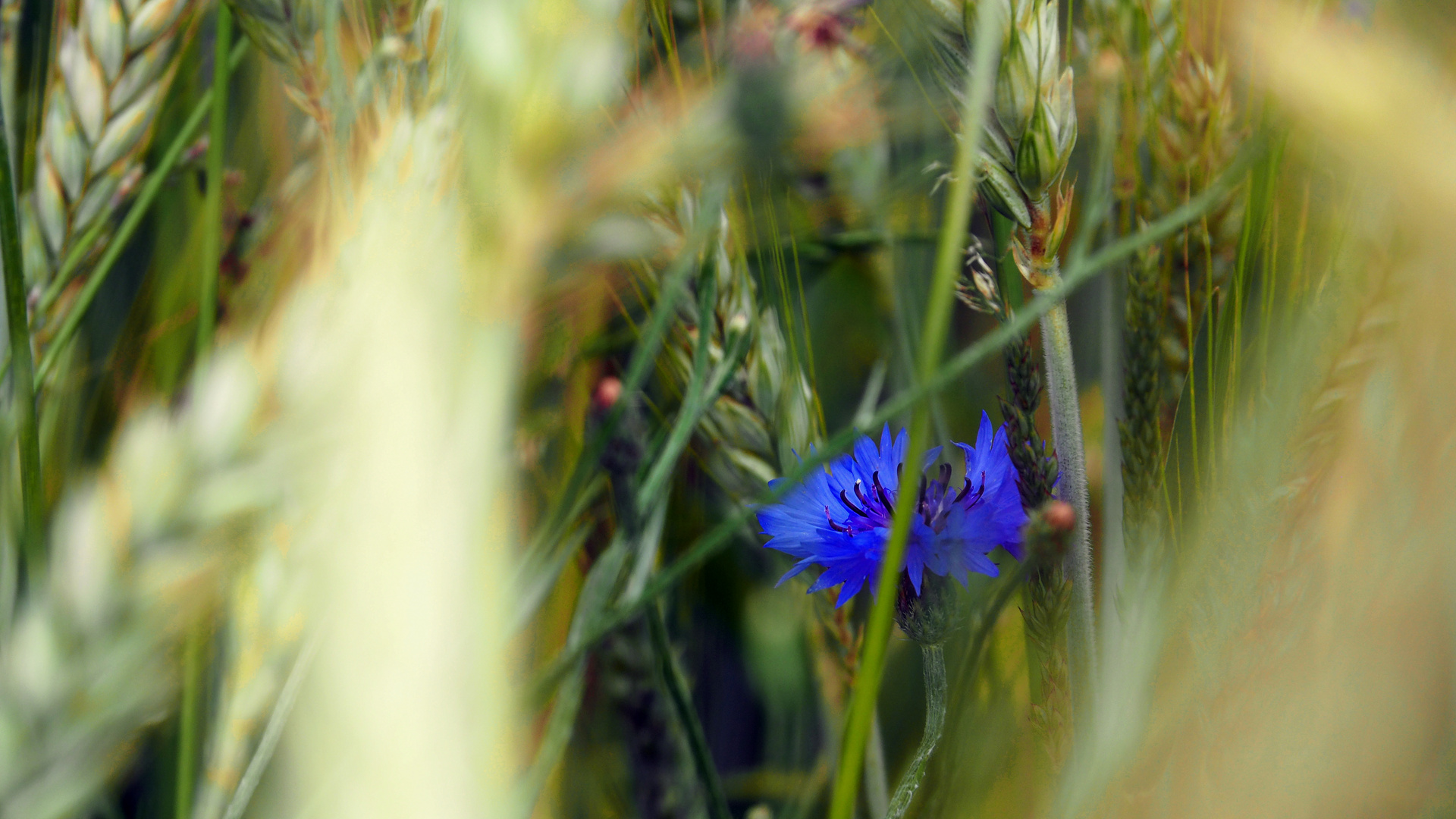 Kornblume im Feld 