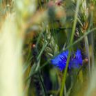 Kornblume im Feld 