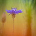 Kornblume im Feld