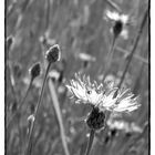 Kornblume im Gegenlicht